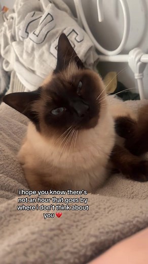 Coping with Cat Loss: How to Grieve and Remember Your Pet