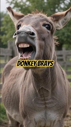 Donkey Brays 🫏 Loud & Funny Donkey Sound #shorts