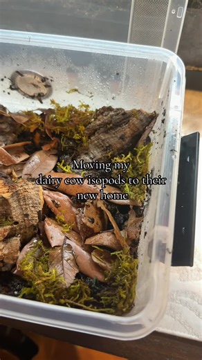 Moving My Dairy Cow Isopods to Their New Home