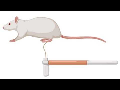 Von Frey test for rats