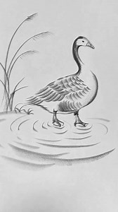 How to draw a beautiful swan by pencil sketch #pencildrawing #art #drawing #howtodraw #duck | SSR Art's