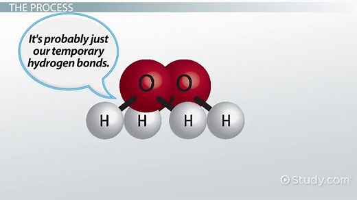 Capillary Action in Plants | Definition, Examples & Importance