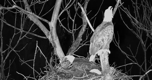 Redding eagles' nest falls as tree goes down during winter storm; rebuilding begins