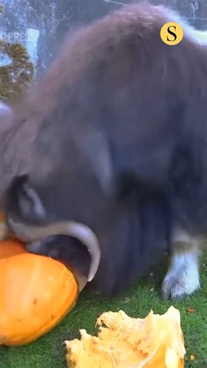 50K views · 1.3K reactions | You know Halloween is near when you start seeing zoo animals with pumpkins. Officials at the Point Defiance Zoo & Aquarium in Tacoma, Washington gave a 210-pound pumpkin to their muskox Hudson on Wednesday. : Point Defiance Zoo & Aquarium | The Baltimore Sun | Facebook