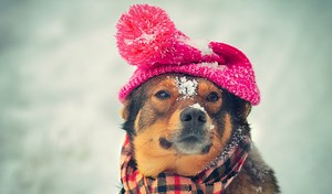 6 Coolest and Warmest Winter Hats for Dogs