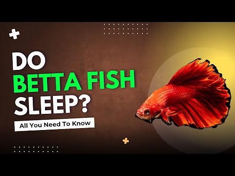 Do Betta Fish Sleep? All You Need To Know