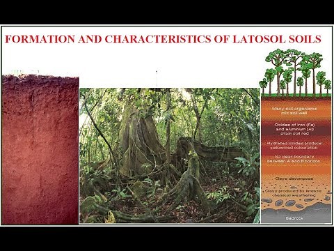 Characteristics and formation of latosol soils (CSEC Geography)