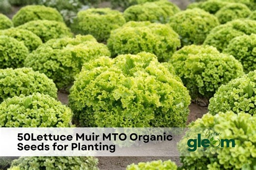 50 Muir Lettuce Seeds | Organic Heirloom Romaine - Etsy