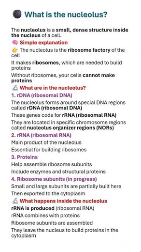 What’s Inside the Nucleolus? 🧬 rDNA, rRNA & Ribosomes Explained