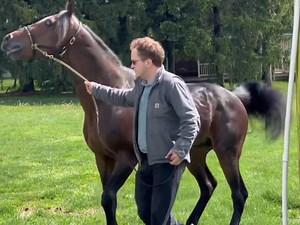 🐴✨ We were lucky to have this handsome Standardbred stallion from Finland visit our breeding/collection shed this morning for a semen evaluation! What a stunning stallion!😍 💥This clip gives you a glimpse into the collection process. 💥We're excited to announce our soon-to-launch YouTube channel, where you’ll get longer videos packed with insights into our daily activities here at Windermere Farms. From collecting stallions to evaluating semen, shipping, and prepping for shows, we’ll share it 