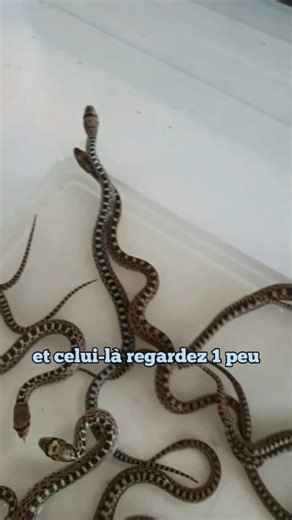 3.6K views · 30 reactions | 17 petits serpents taureaux #serpent #snake #pituophis #pituophiscatenifer #pituophiscatenifersayi #serpenteau #serpenteaux | L'oeil du celte | Facebook