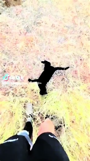 Understanding Feral Cat Behavior in Viral Videos