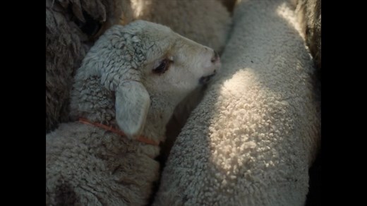 Stille Beobachter - Trailer (Deutsche UT) HD