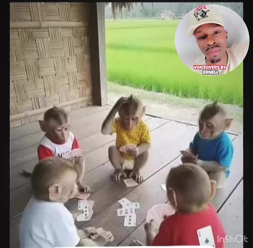 FUNNY MONKEY VOICEOVER 👀😂🐵#toofunny #comedy #funny #fyp #voiceover | funny voiceover