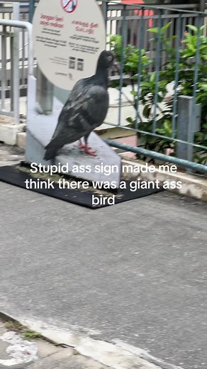 #bird