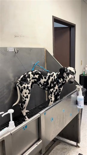 I love Dalmatians #tutorial #dalmatiansoftiktok #doggrooming #dogbath #dalmatian | Delfina Turiano