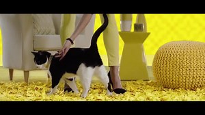 523K views · 2.8K reactions | Bring on the cattitude! Dance along with these independent ladies in the new Meow Mix pop music video! | Meow Mix | Facebook