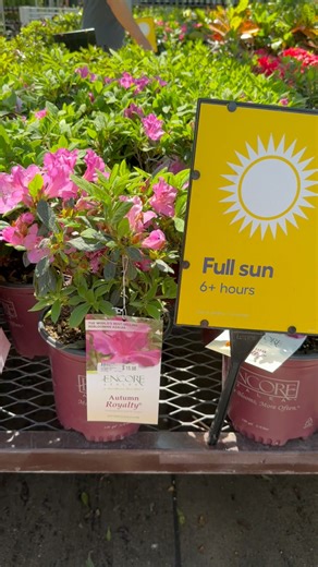16 reactions · 3 comments | Spotted at retail: Autumn Royalty® in full bloom  and the sign says it all  “We love the full sun!”  Unlike old-school azaleas, Encores thrive with 4–6 hours of direct sunlight daily  Which means more light = more blooms = more garden royalty! Are you team shade garden or sun garden? Tell us below! ⬇️ | Encore Azalea | Facebook