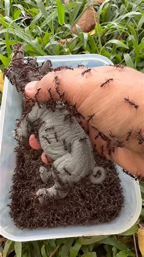 Saving a Rhino From a Giant Bullet Ant Nest!🐜🦏