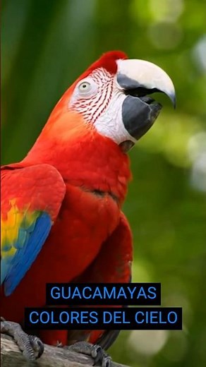 Guacamayas: Poder, Color y Vitalidad en el Cielo #especies # #naturaleza #animals #viralshorts