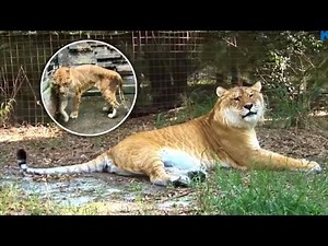 What Happens When a Lion and a Tiger Breed? The Truth Will Shock You!