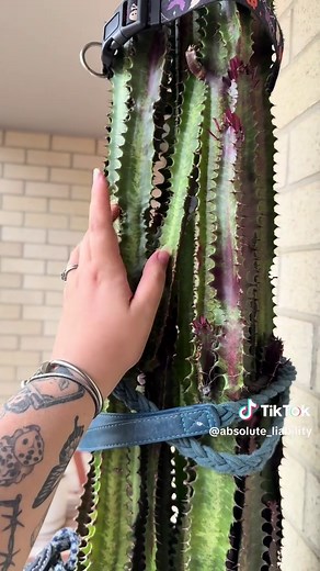 Absolute Liability on TikTok