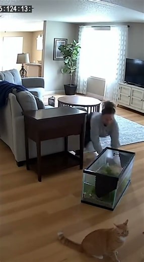 The Great Fish Tank Escape