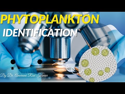 Microscopic Images Of Phytoplankton