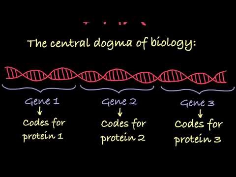 Introduction to Genetic Terminology