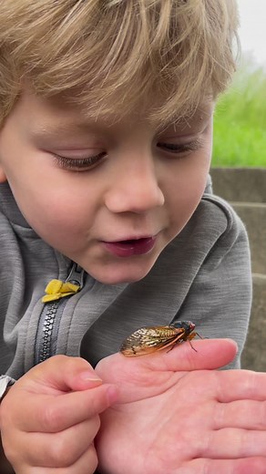 What will the 2024 cicada emergence be like? Maybe something like this… | Chasing Bugs with Danae Wolfe
