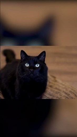 Ultimate Meme Soundboard Funny and Trending Sound Effects You Need! #memes #soundboard