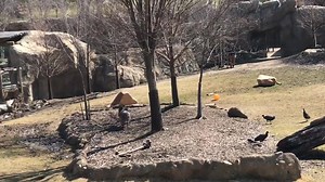 49K views · 2.8K reactions | Our African savannah is going to be a...