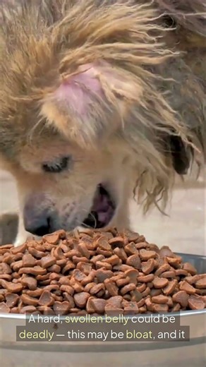 If Your Dog Does This, Go to the Vet Immediately