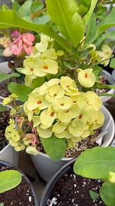 La importancia de trasplantar las plantas para más flores | Ivet Suculentas y Mas Plantas