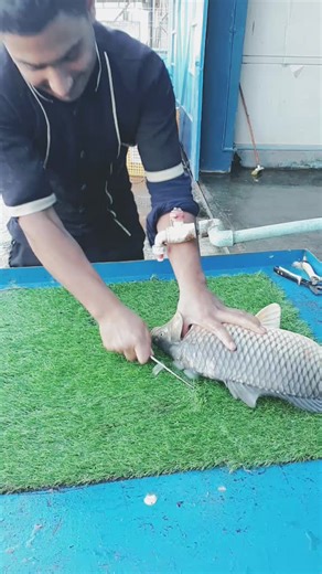 Cleaning and Preparing a Large Fish Step-by-Step