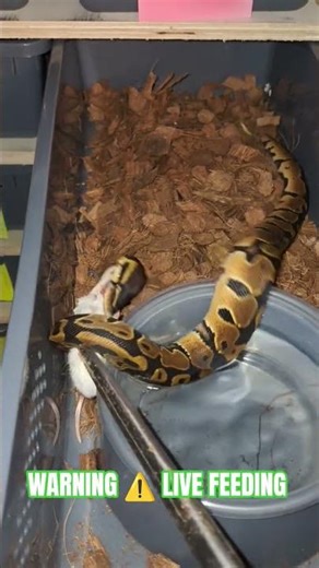 WARNING ⚠️ LIVE FEEDING #snake #warning #live #feed #feeding #feedshorts #feeds #shorts #short #ball