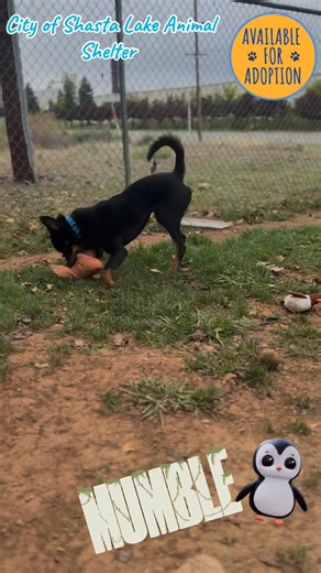 Here we have Mumble aka Happy Feet!!! When I first met him he was very shy and it took him a bit to trust me.. but I have earned his trust and he is such a lover.. Mumble is an Australian Kelpie that loves to play fetch now.. he is coming out of his shell day by day.. he gets so excited when he sees me when I walk by his kennel he does a happy feet dance with a smile including when he plays fetch.. His hair is growing back around his eyes because he is getting the proper nutrition.. he could hav