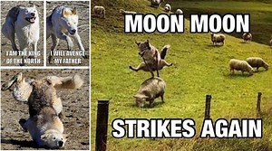 Who Is 'Moon Moon' The Wolf? A Meme History Of The 'Dumbest' Wolf On The Internet