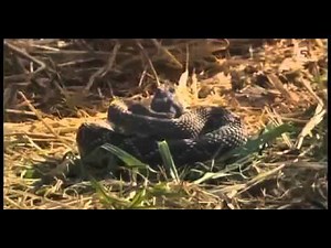 ☛☛ Le Serpent Le Plus Dangereux Pour L'Homme [Documentaire Extraordinaire] ☚☚