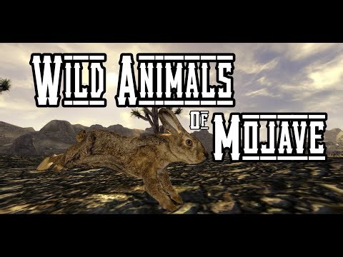 Wild Animals Of Mojave