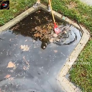 4 drains in historical Detroit nieghborhood | Inside Chanel