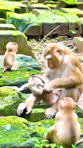 Hey, what are you doing, Luna! Luna seems to be stressed and she grabs another baby monkey to be with her. | Monkey Magic