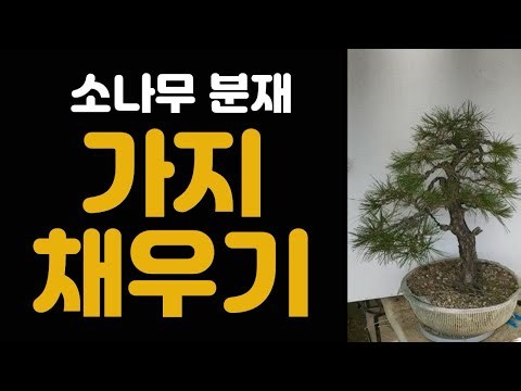 Filling up the empty pine tree branches