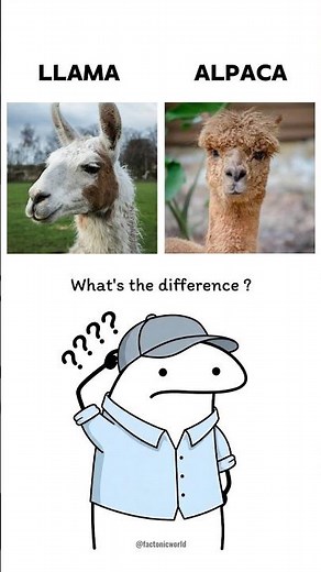 Llama and Alpaca: What's the difference? #education #learnenglish #learnsomethingnew #DidYouKnow #yt