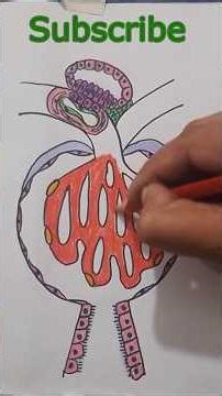 How To Draw Renal Corpuscle / Nephron / JG Apparatus /Easy Drawing / Macula densa / Excretory System