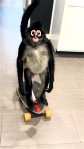 This family adopted a spider monkey🐒🤩 | Lovimals