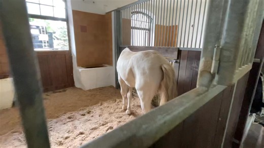 Grüße aus dem Pferdestall auf der Circus Krone Farm. #stall #pferdebox #pferdestall #circo #reithalle #kronefarm #krone #pferd #pferde #circuskronefarm #tierpark #zoo #horse #meinecircuswelt #kronezoo #circuskrone #circus #zirkus #cirque #stallungen #box | Meine Circus Welt
