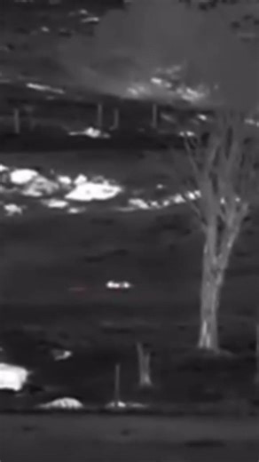 Bobcat vs Coyote captured on sniper #hunting #animals #fighting #nature