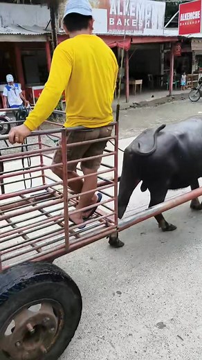 Tamaraw mamaw | Ato ni Noy
