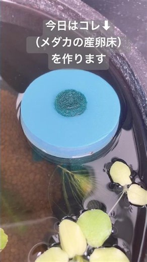 【メダカ飼育】簡単100均diy・激安！セリアのメダカグッズで産卵床を作ってみよう｜#shorts #メダカ産卵 #100均購入品